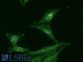 Anti-AHSA1 / AHA1 Antibody (clone 25F2.D9) IHC-plus LS-B7456