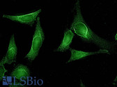 Anti-AHSA1 / AHA1 Antibody (clone 25F2.D10) IHC-plus LS-B7457