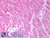 Anti-TRPC7 Antibody (aa845-862, clone S64A-36) IHC-plus LS-B7463