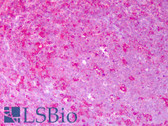 Anti-PDI Antibody IHC-plus LS-B7465