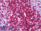 Anti-CD3G Antibody (C-Terminus, clone EPR4517) IHC-plus LS-B7495