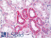 Anti-MARK2 Antibody (aa10-59) IHC-plus LS-B7503