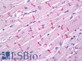 Anti-GPR17 Antibody (C-Terminus) IHC-plus LS-B7505