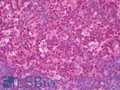 Anti-VAMP3 / VAMP-3 Antibody (N-Terminus) IHC-plus LS-B7522