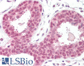 Anti-EIF4EBP1 / 4EBP1 Antibody (aa30-79) IHC-plus LS-B7558