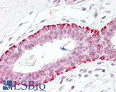 Anti-FADD Antibody (aa159-208) IHC-plus LS-B7559