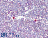 Anti-CREB1 / CREB Antibody (aa91-140) IHC-plus LS-B7562