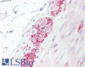 Anti-GAP43 Antibody (aa8-57) IHC-plus LS-B7568