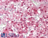 Anti-HSF1 Antibody (aa270-319) IHC-plus LS-B7569