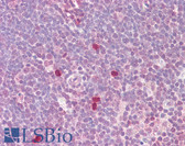 Anti-MYC / c-Myc Antibody (aa25-74) IHC-plus LS-B7576