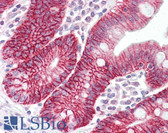 Anti-CLDN7 / Claudin 7 Antibody (aa162-211) IHC-plus LS-B7590