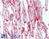 Anti-GJA1 / CX43 / Connexin 43 Antibody (aa333-382) IHC-plus LS-B7595