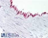 Anti-PTGS1 / COX1 / COX-1 Antibody (aa550-599) IHC-plus LS-B7596