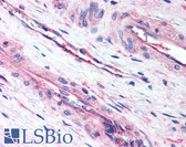 Anti-LIPG / Endothelial Lipase Antibody (N-Terminus) IHC-plus LS-B168