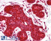 Anti-HSP90AA1 / Hsp90 Alpha A1 Antibody (aa683-732) IHC-plus LS-B7606