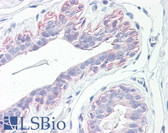 Anti-PAWR Antibody (aa291-340) IHC-plus LS-B7615
