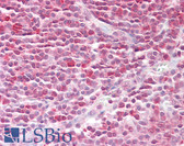 Anti-RAN Antibody (aa167-216) IHC-plus LS-B7616