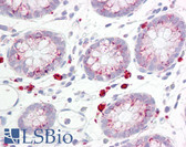 Anti-SKP1 Antibody (aa41-90) IHC-plus LS-B7623