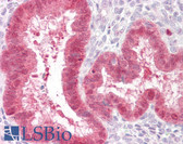 Anti-TGFB3 Antibody (aa261-310) IHC-plus LS-B7628