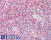 Anti-SENP1 Antibody (aa1-50) IHC-plus LS-B7649