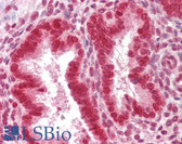 Anti-SUMO1 / SMT3 Antibody (aa1-50) IHC-plus LS-B7650