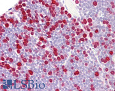 Anti-Histone H1 Antibody (aa1-50) IHC-plus LS-B7651