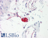 Anti-ADRA2A Antibody (aa331-380) IHC-plus LS-B7669