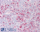Anti-BRAF / B-Raf Antibody (aa171-220) IHC-plus LS-B7672