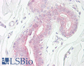 Anti-RPS6KB1 / P70S6K / S6K Antibody (aa261-310) IHC-plus LS-B7673