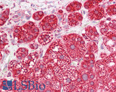 Anti-PPIF / Cyclophilin F Antibody (aa86-135) IHC-plus LS-B7674