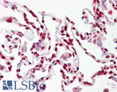 Anti-MAPK15 / ERK7 Antibody (aa361-410) IHC-plus LS-B7676