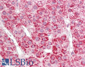 Anti-COX17 Antibody (aa1-50) IHC-plus LS-B7679