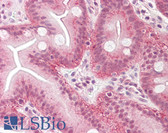 Anti-GCNT3 Antibody (aa226-275) IHC-plus LS-B7690
