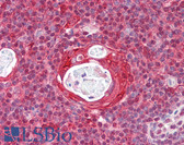 Anti-RGS1 Antibody (aa118-167) IHC-plus LS-B7701
