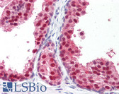 Anti-RXRB Antibody (Hinge Peptide) IHC-plus LS-B7704
