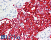 Anti-DBH/Dopamine Beta Hydroxylase Antibody (C-Terminus) IHC-plus LS-B7713