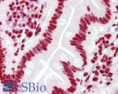 Anti-Histone H4 Antibody (aa1-50) IHC-plus LS-B7718