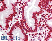 Anti-Histone H4 Antibody (aa10-59) IHC-plus LS-B7720