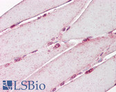Anti-LMNA / Lamin A/C Antibody (aa212-261) IHC-plus LS-B7729