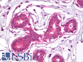 Anti-CD44 Antibody IHC-plus LS-B7732