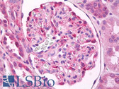 Anti-TNFSF9 / CD137L Antibody IHC-plus LS-B7748