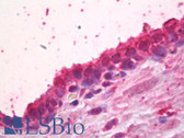 Anti-FANCA Antibody (C-Terminus, clone 5G9) IHC-plus LS-B7755
