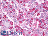 Anti-Thyrotropin / TSH Antibody (clone TSH01 + TSH02) IHC-plus LS-B7760