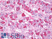 Anti-FSH Antibody (clone FSH03) IHC-plus LS-B7761