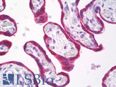 Anti-TMEFF2 Antibody (Intracellular Domain, clone EPR6386) IHC-plus LS-B7762