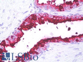 Anti-B3GAT1 Antibody (clone NK-1) IHC-plus LS-B7765