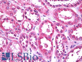 Anti-PTHR / PTHR1 Antibody (clone 3D1.1) IHC-plus LS-B7767