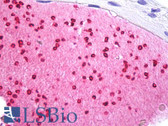 Anti-GP1BA / CD42b Antibody (clone 42C01) IHC-plus LS-B7768