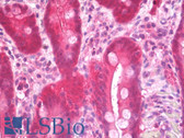 Anti-DCTPP1 / XTP3TPA Antibody (N-Terminus) IHC-plus LS-B7779