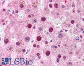 Anti-XBP1 Antibody (N-Terminus) IHC-plus LS-B188
